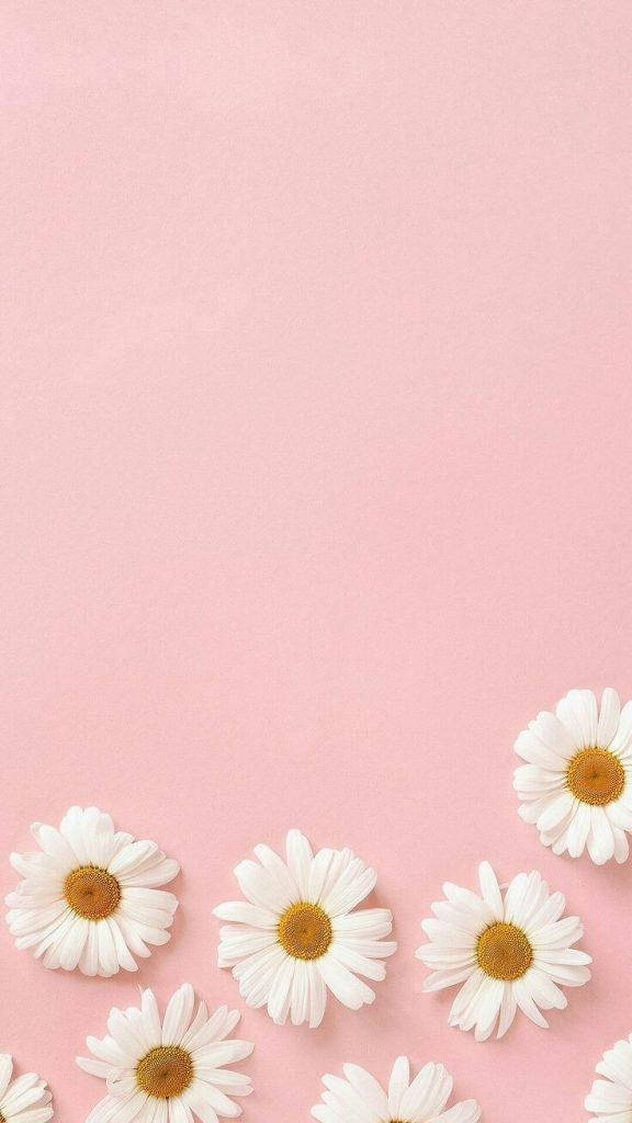 Daisies In Pink Pretty Aesthetic Wallpaper