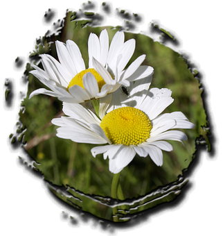 Daisies Through Torn Edge PNG