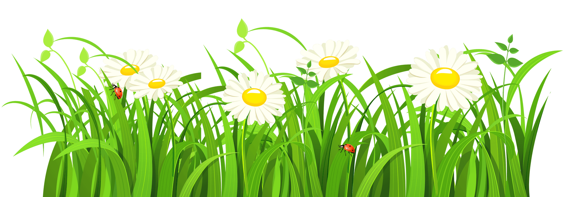 Daisiesand Ladybugsin Grass PNG