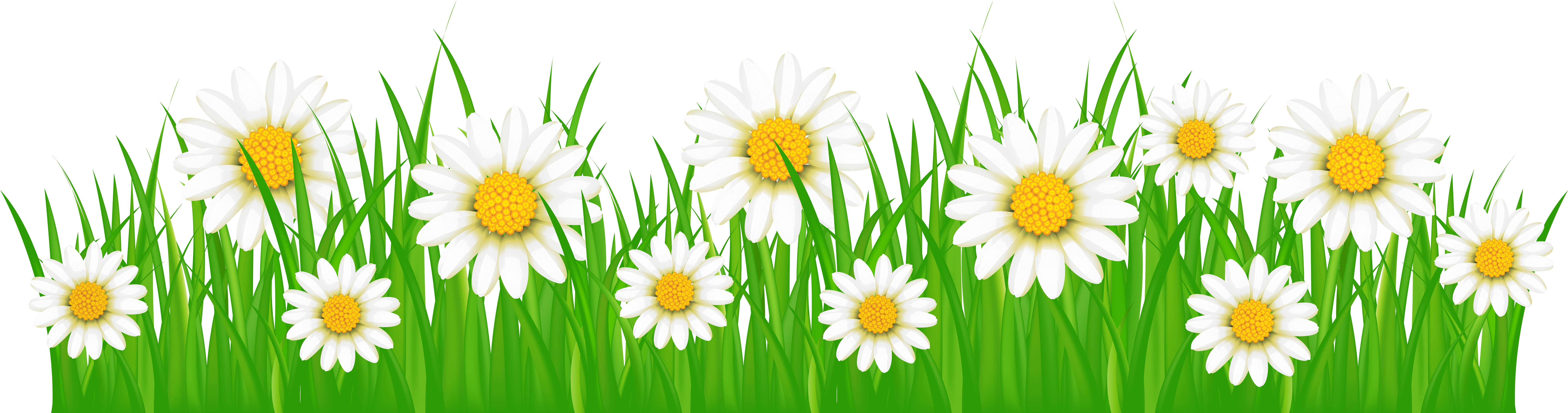 Daisiesin Grass Vector PNG