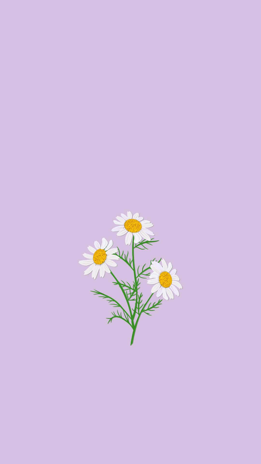 Daisieson Lavender Background Wallpaper