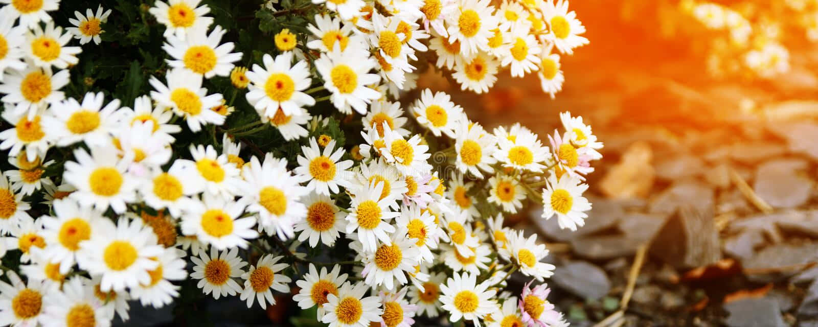 Sunlight And Daisy Aesthetic Computer Wallpaper