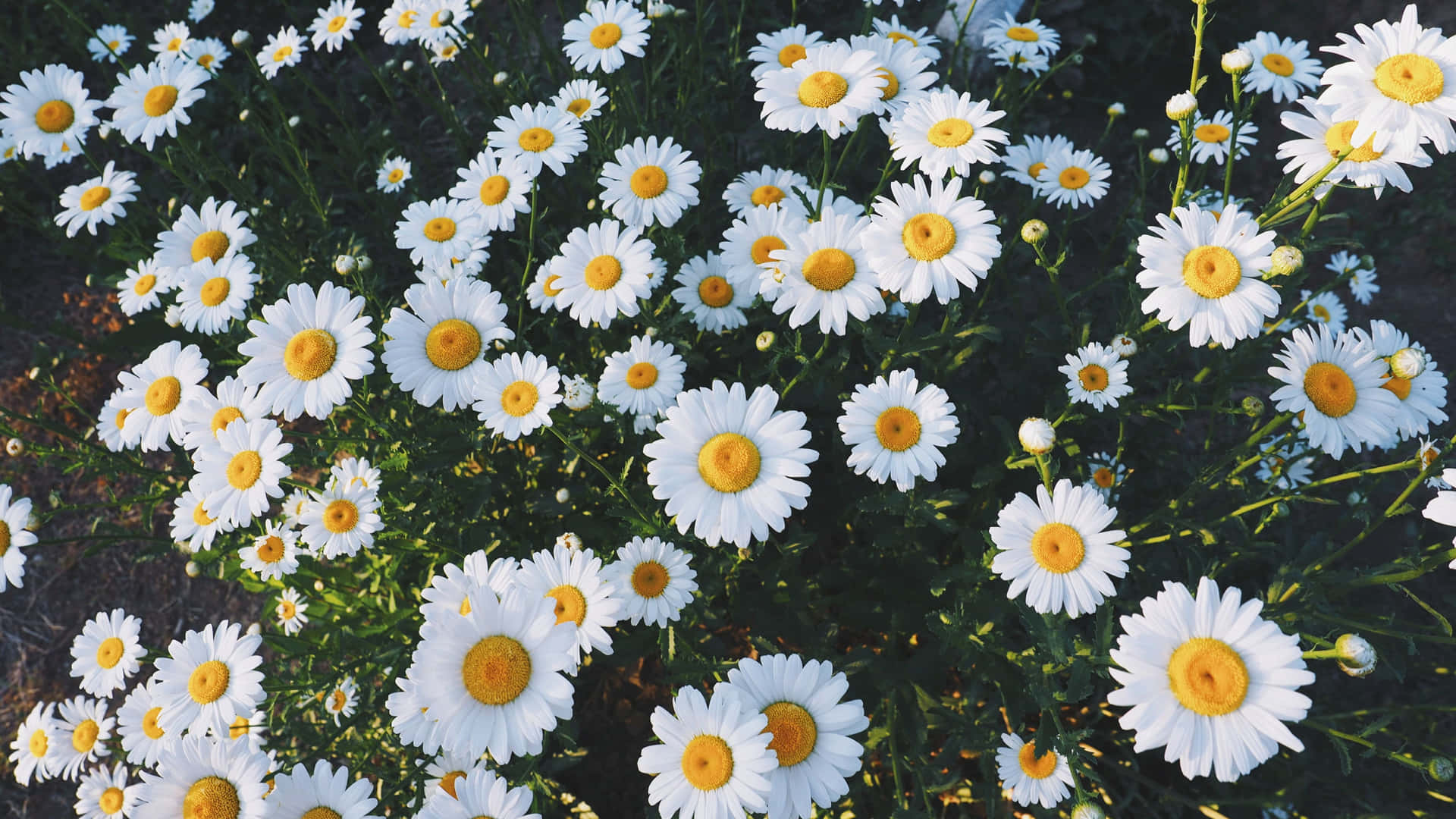 Blooming Daisy Aesthetic Computer Wallpaper