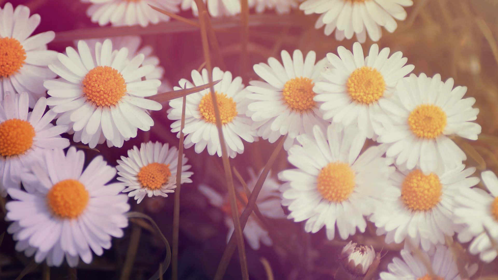 Daisy Aesthetic Computer With Large Screen Wallpaper