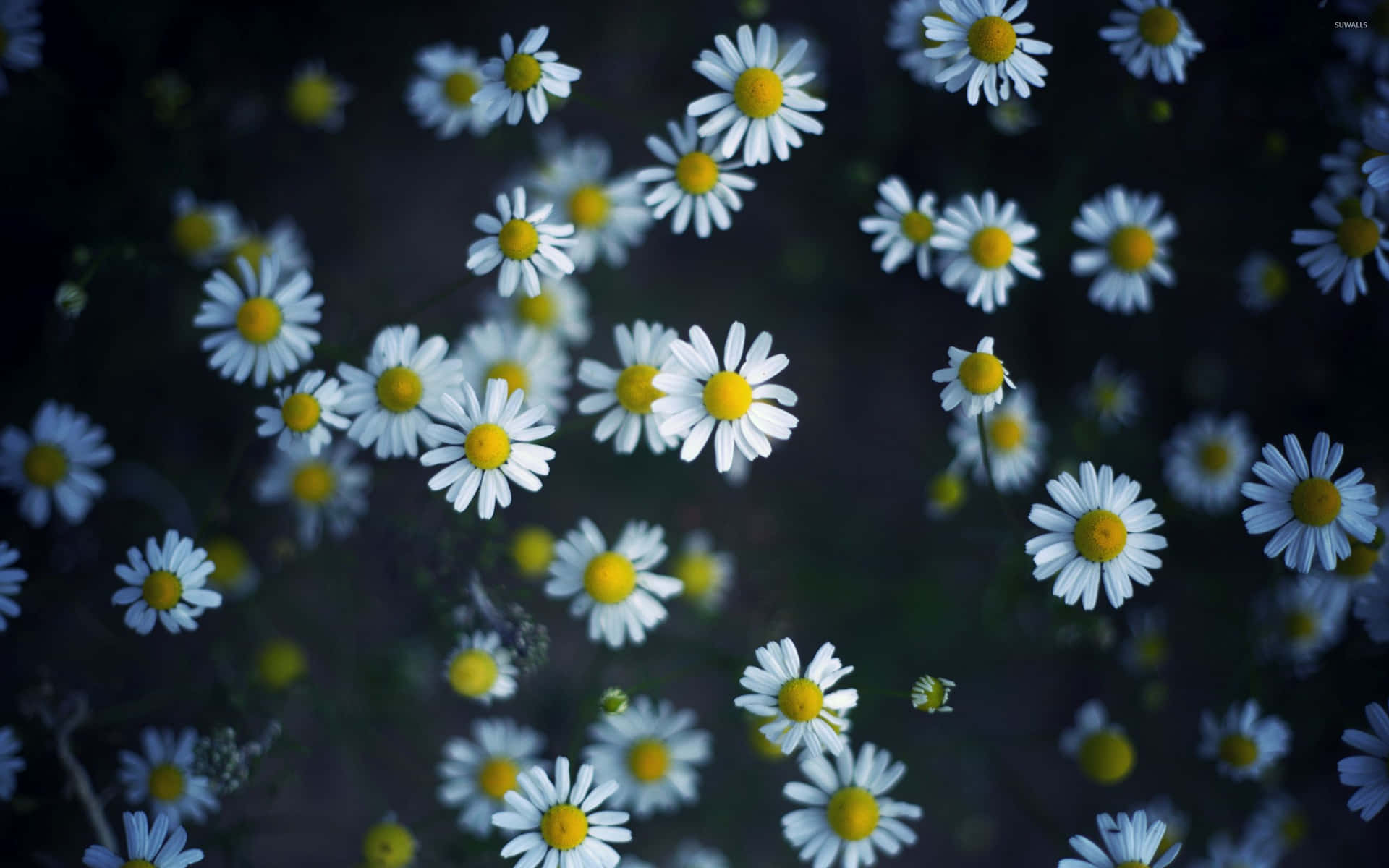 Daisy Aesthetic Computer Background Wallpaper