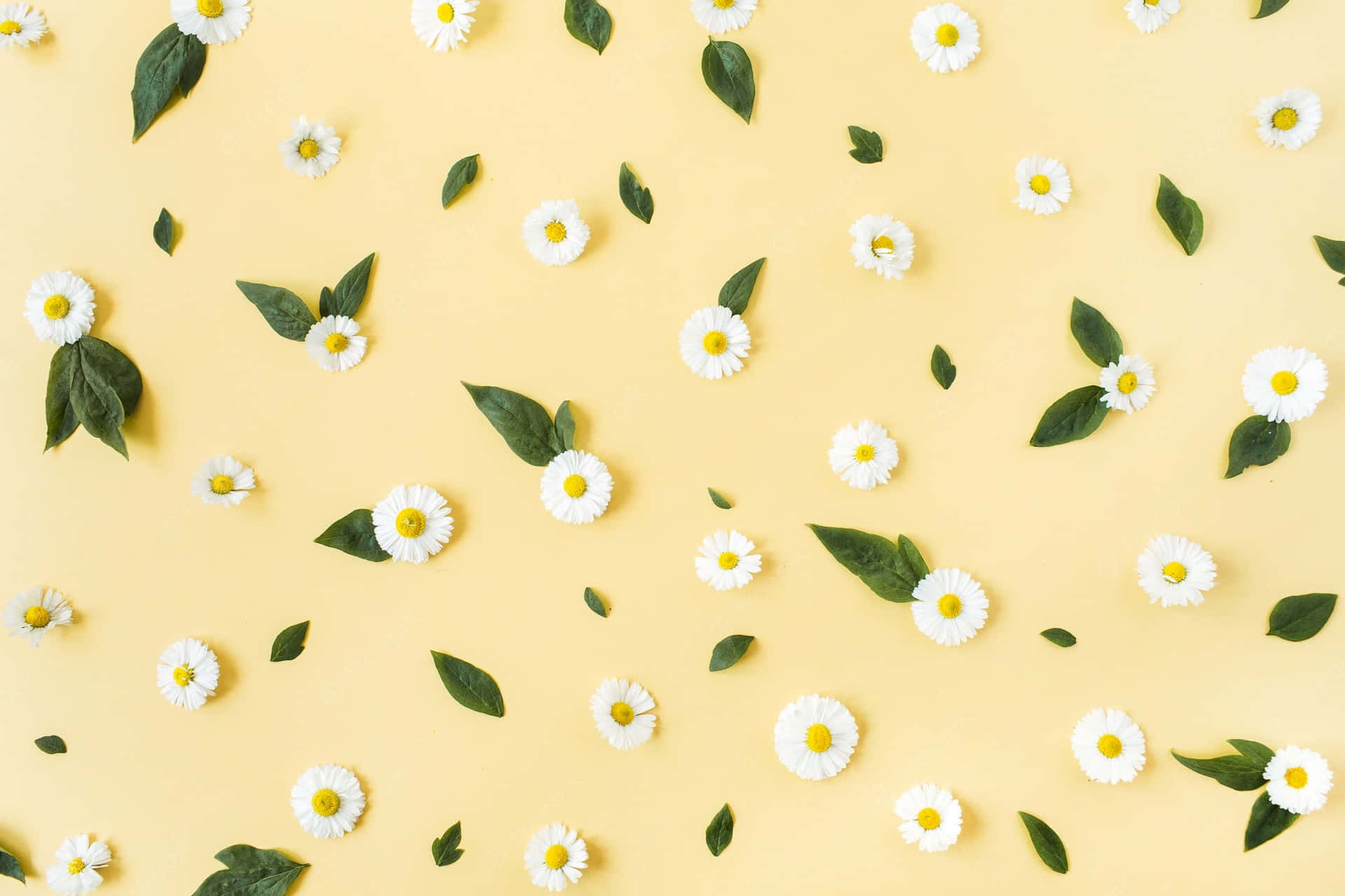 The Daisy Aesthetic Computer, Designed For A Stylish And Modern Home Wallpaper