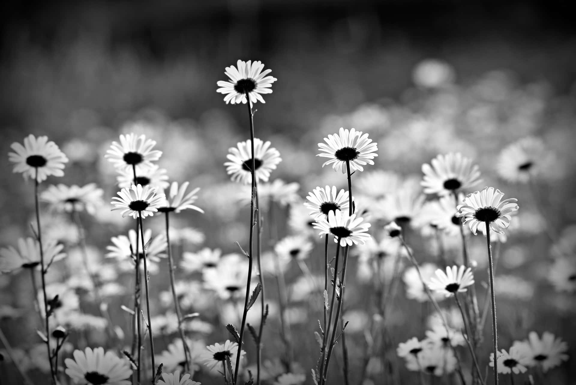 Black And White Daisy Aesthetic Computer Wallpaper