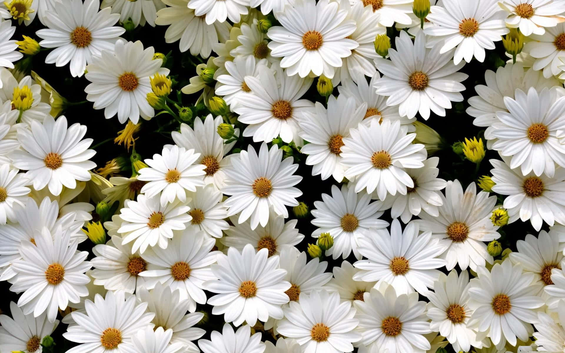 Close-up On Daisy Aesthetic Computer Wallpaper