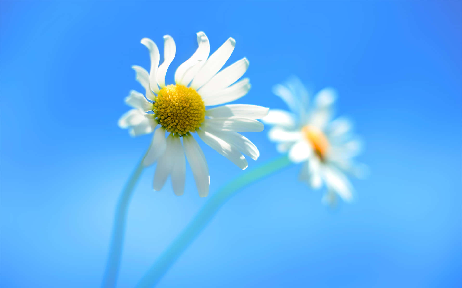 A yellow-white daisy blossoming against a grey sky
