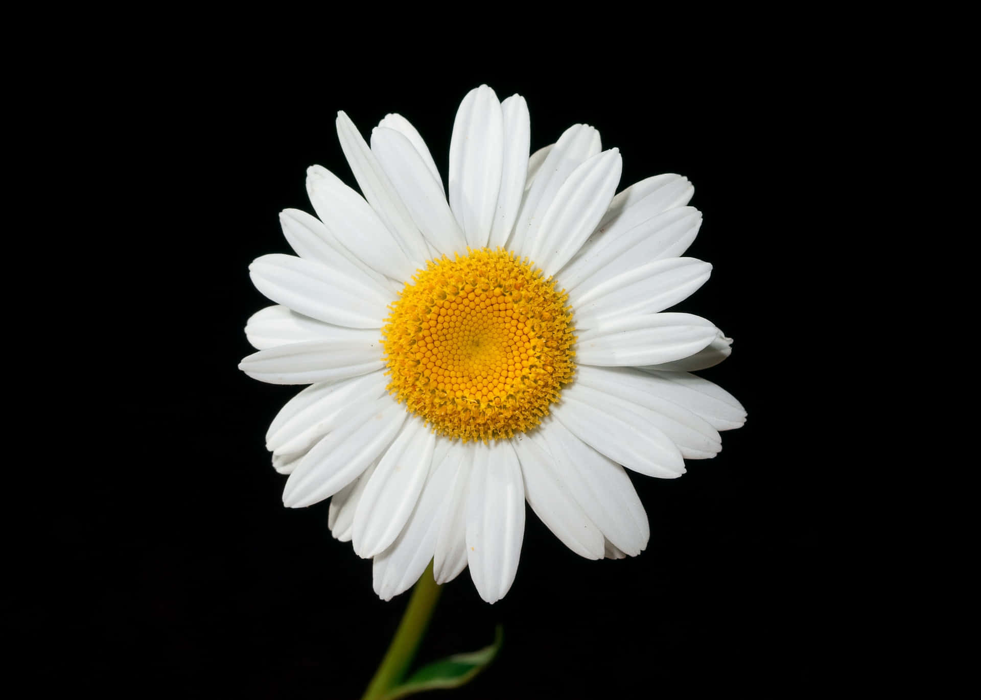 The vibrant beauty of a vibrant daisy.