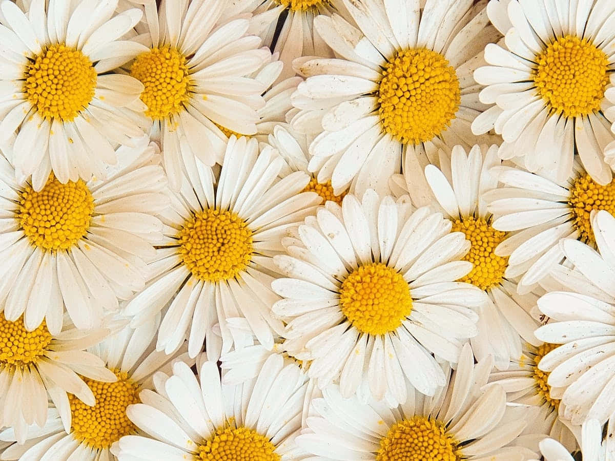 Enjoy the beauty of daisy flowers