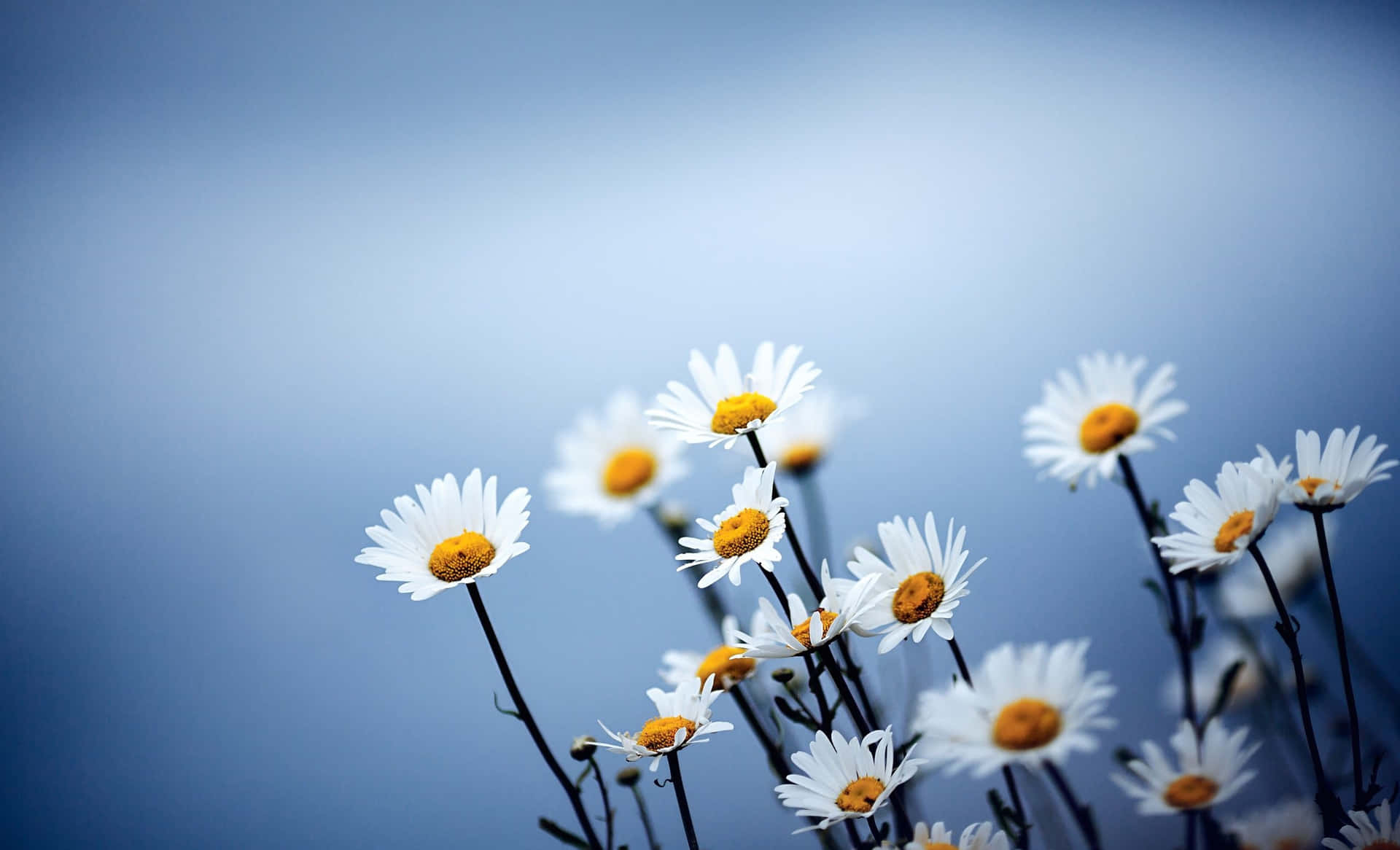 "A field of daisies in full bloom, an image of beauty and joy."
