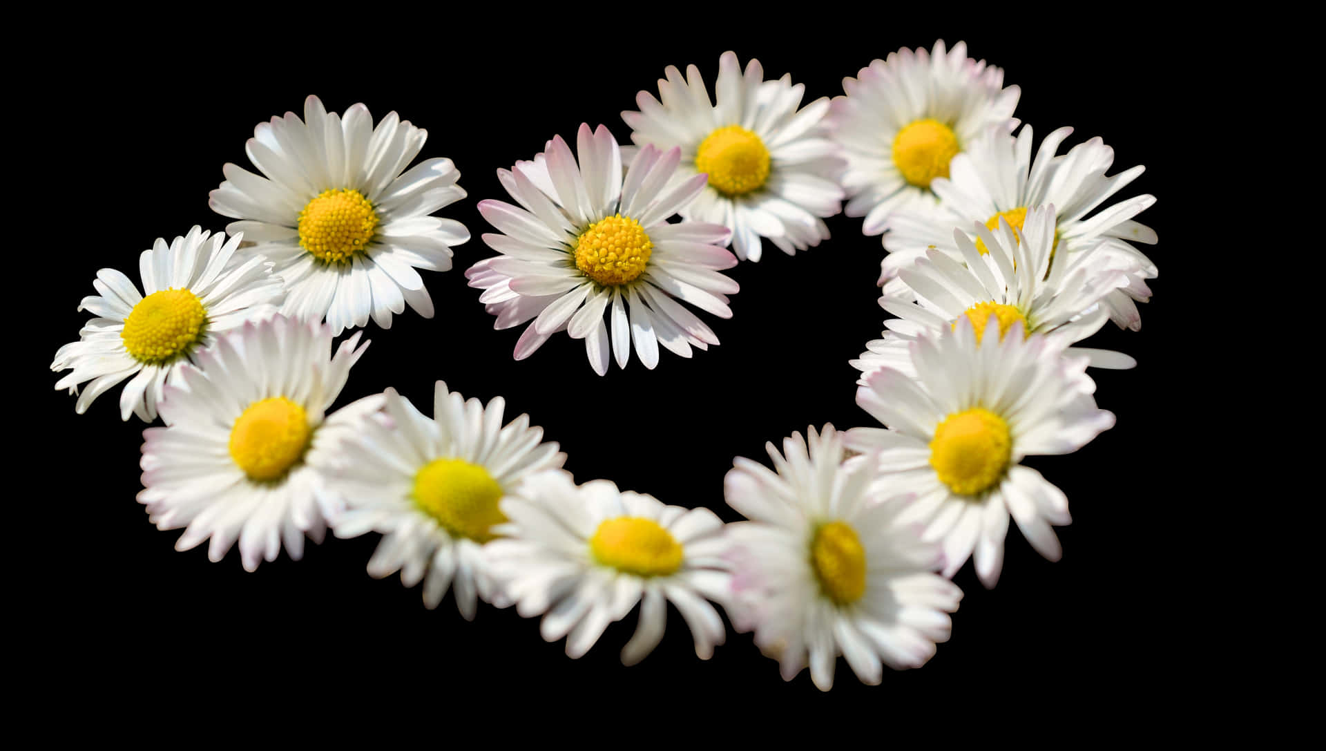 Daisy Chain Heart Formation PNG