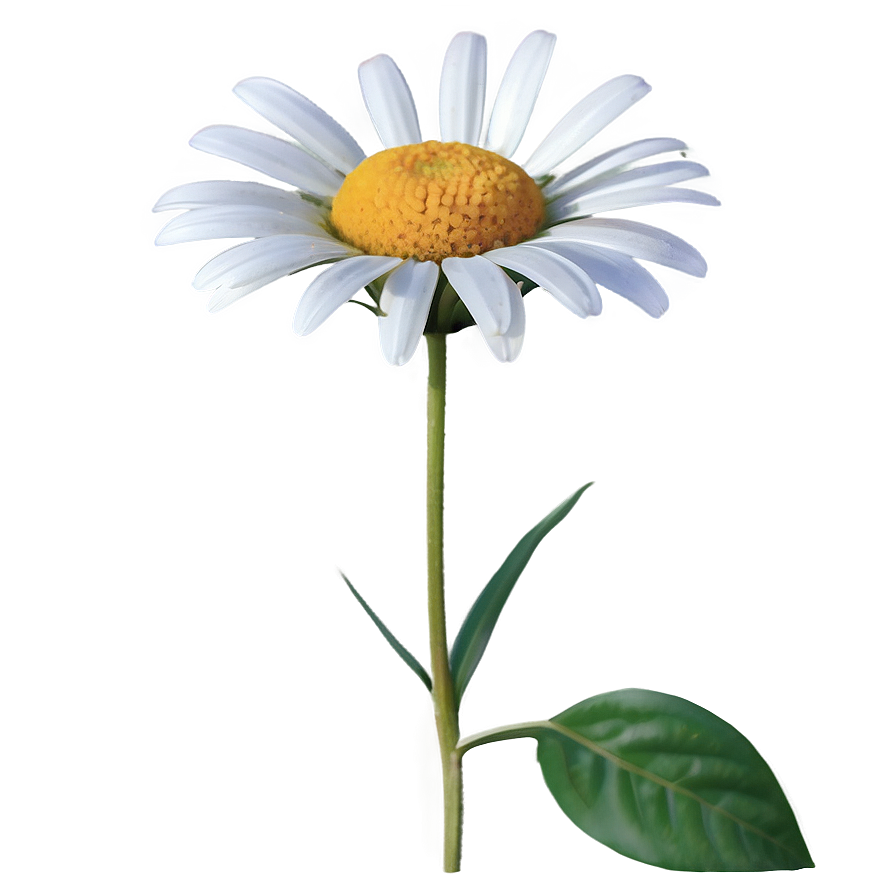 Daisy Delight Png Yci PNG