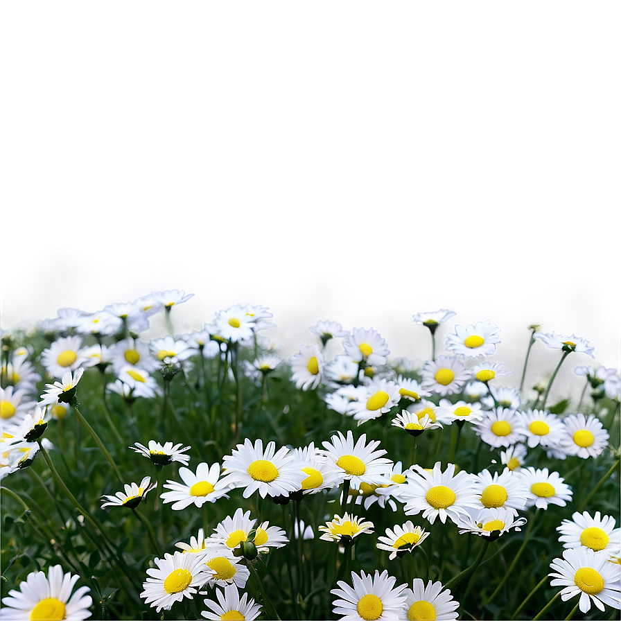 Daisy Field Png 13 PNG