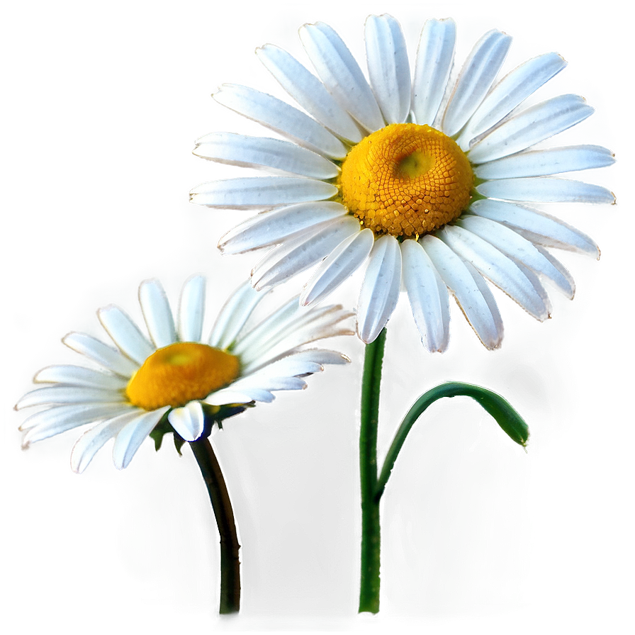 Daisy Field Png Pwx PNG