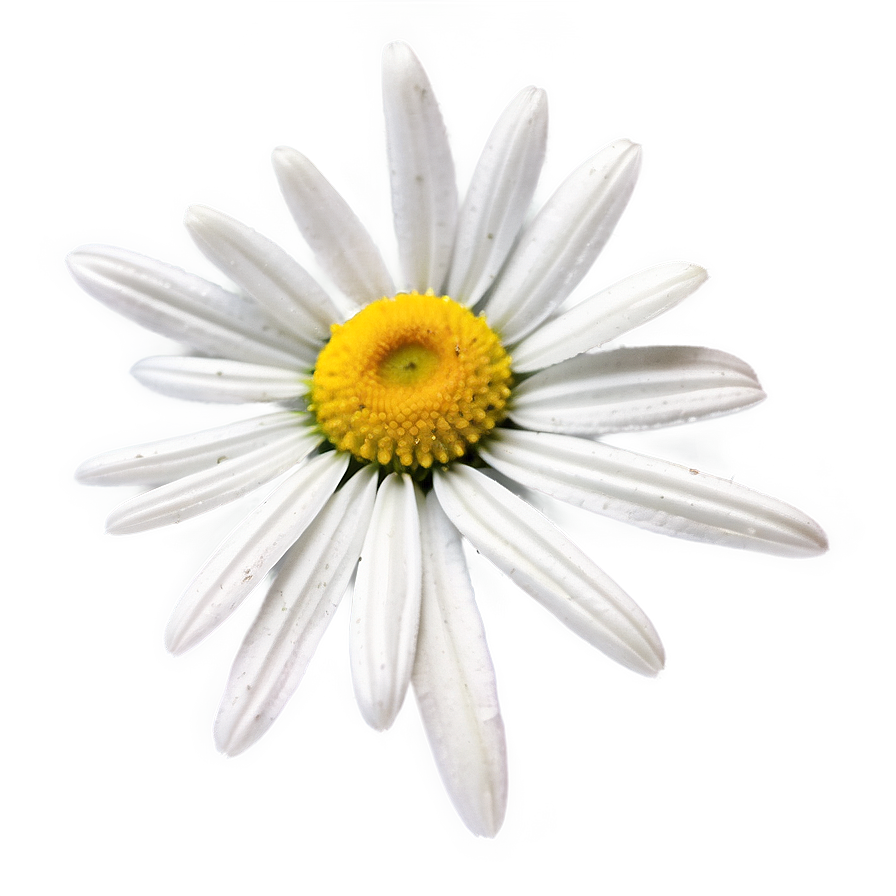 Daisy Field Png Wbm80 PNG