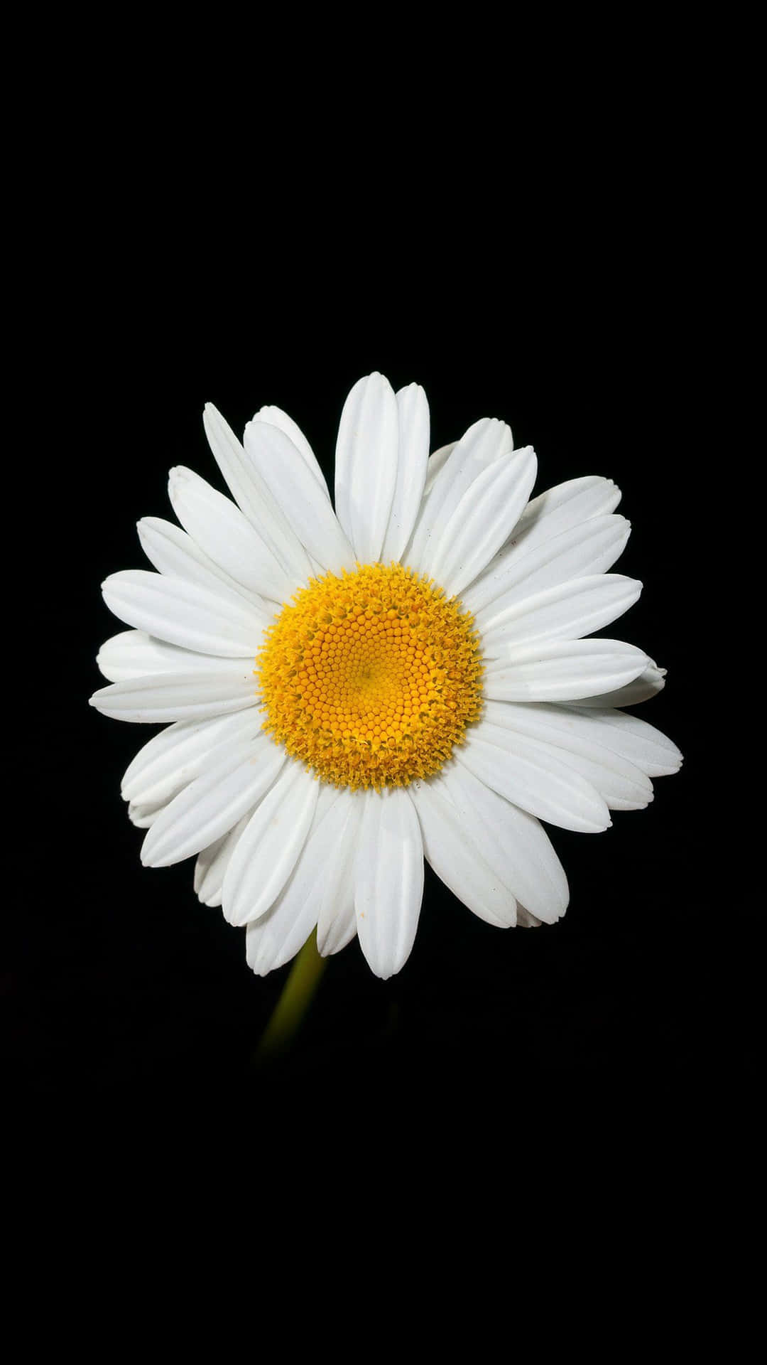 Look how beautiful this Daisy Flower is. Wallpaper