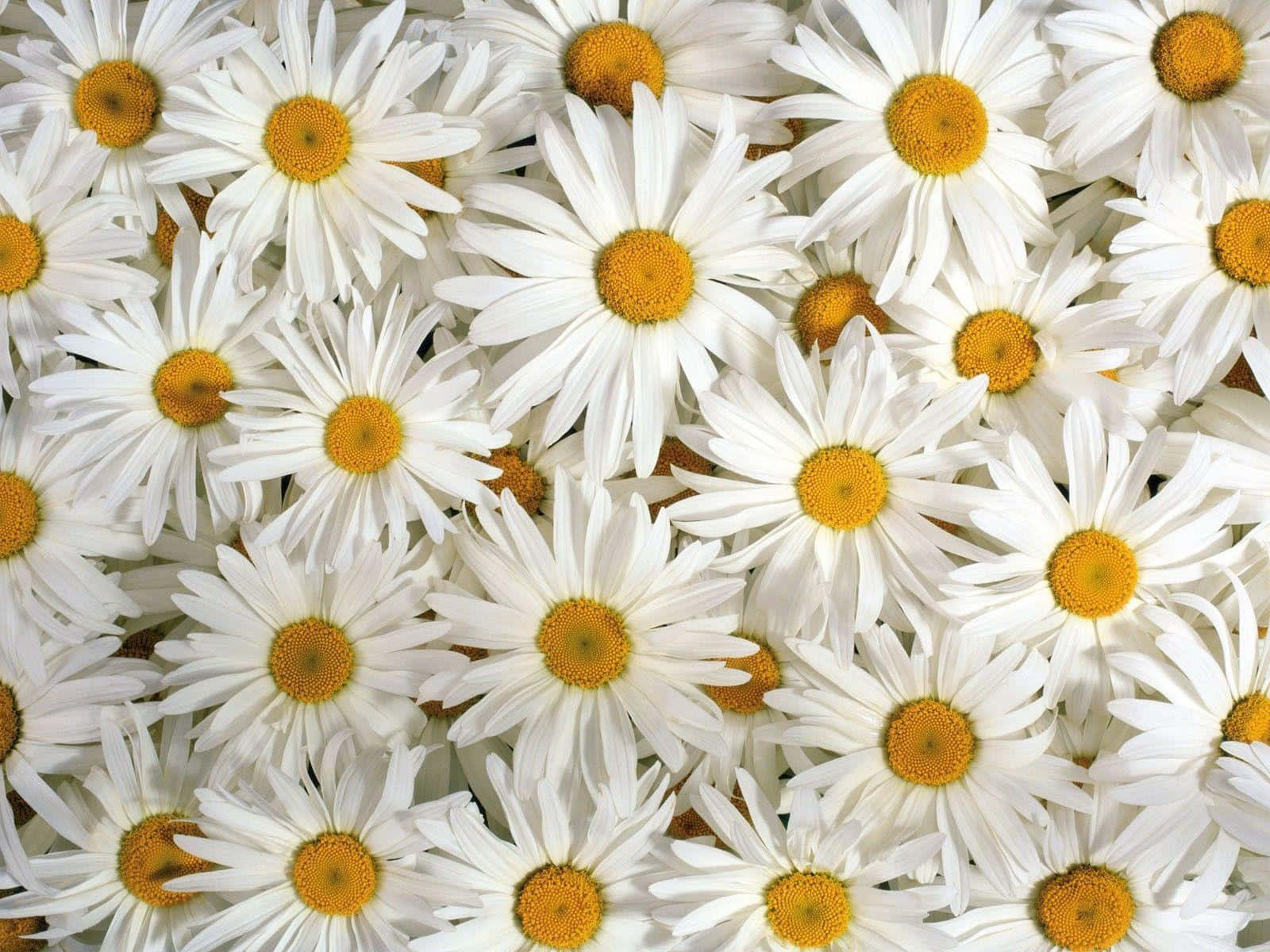 A handful of daisies Wallpaper