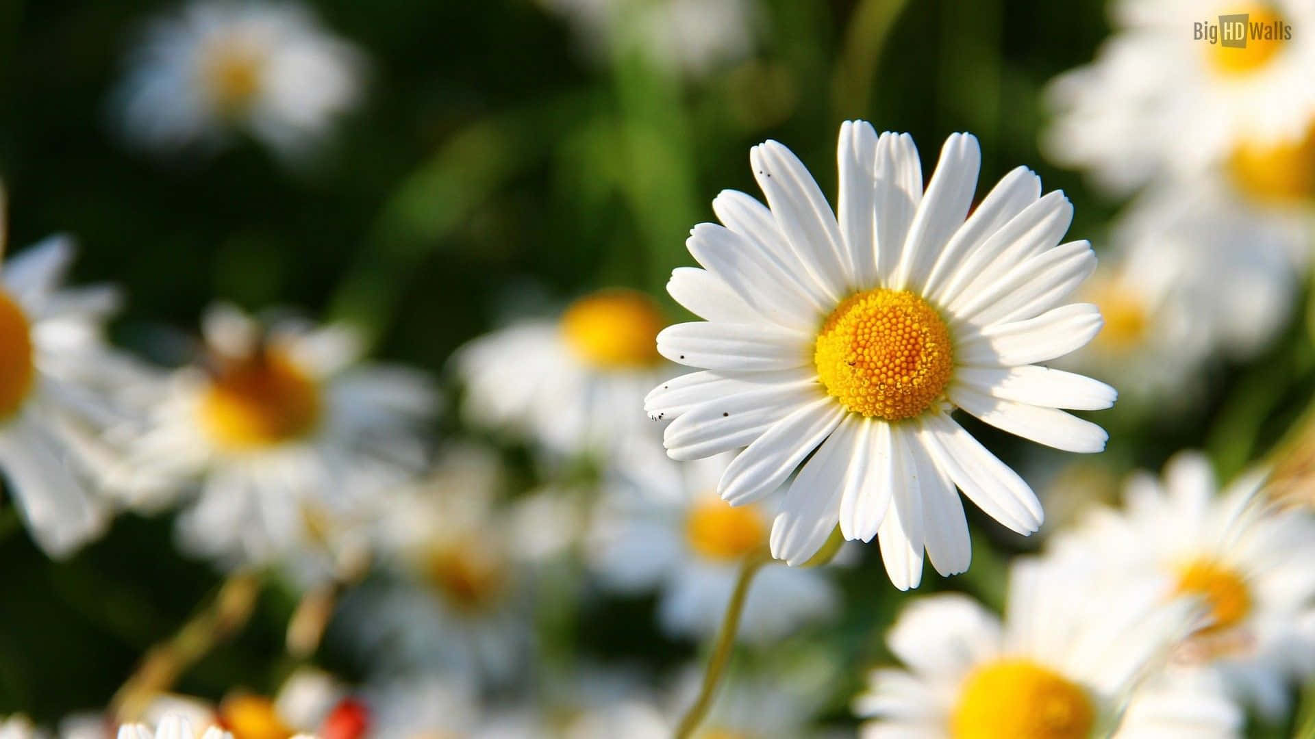 A beautiful daisy flower basking in the sunlight Wallpaper