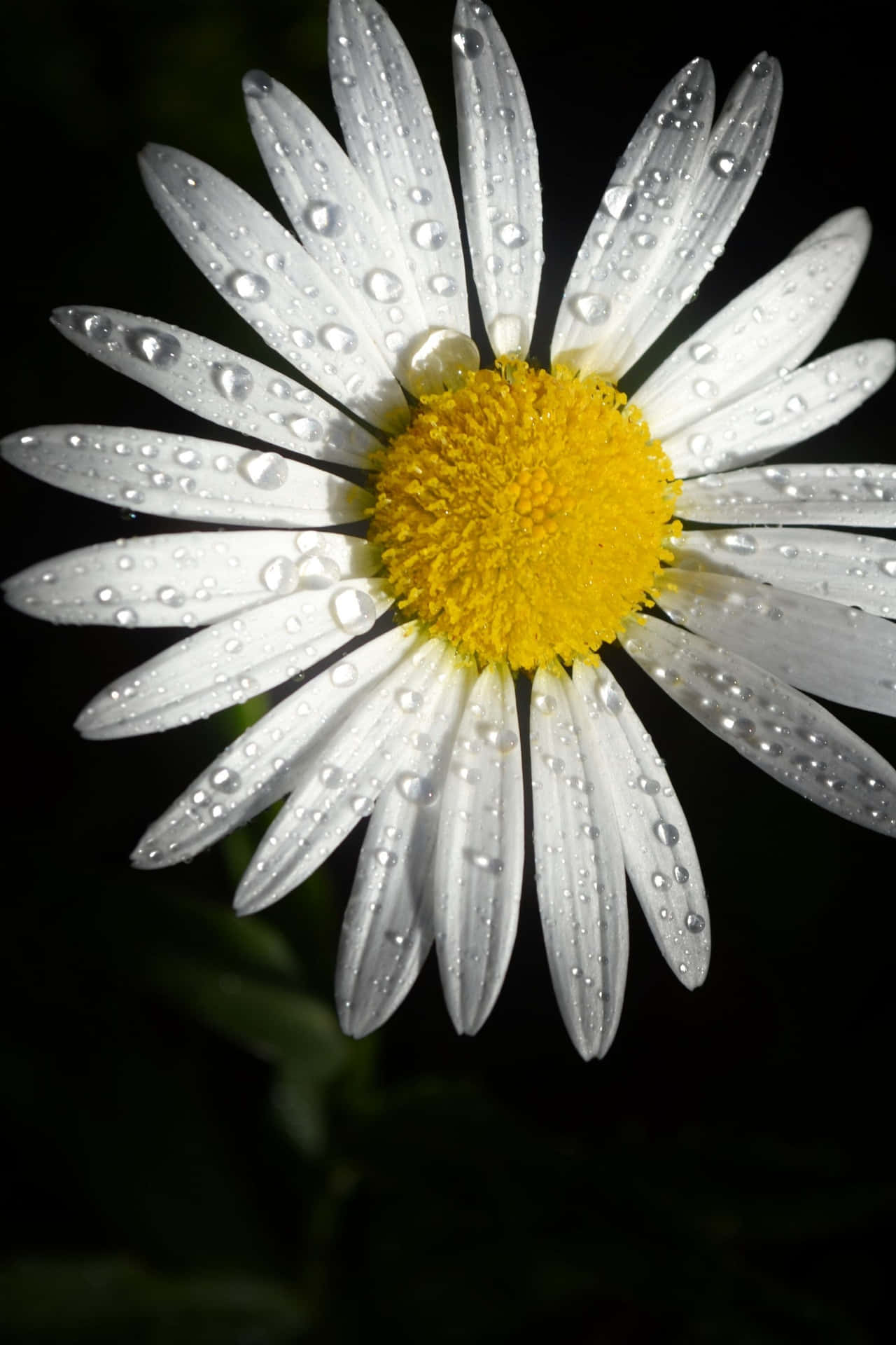 "A daisy leaning in towards the sun, basking in its warm embrace." Wallpaper