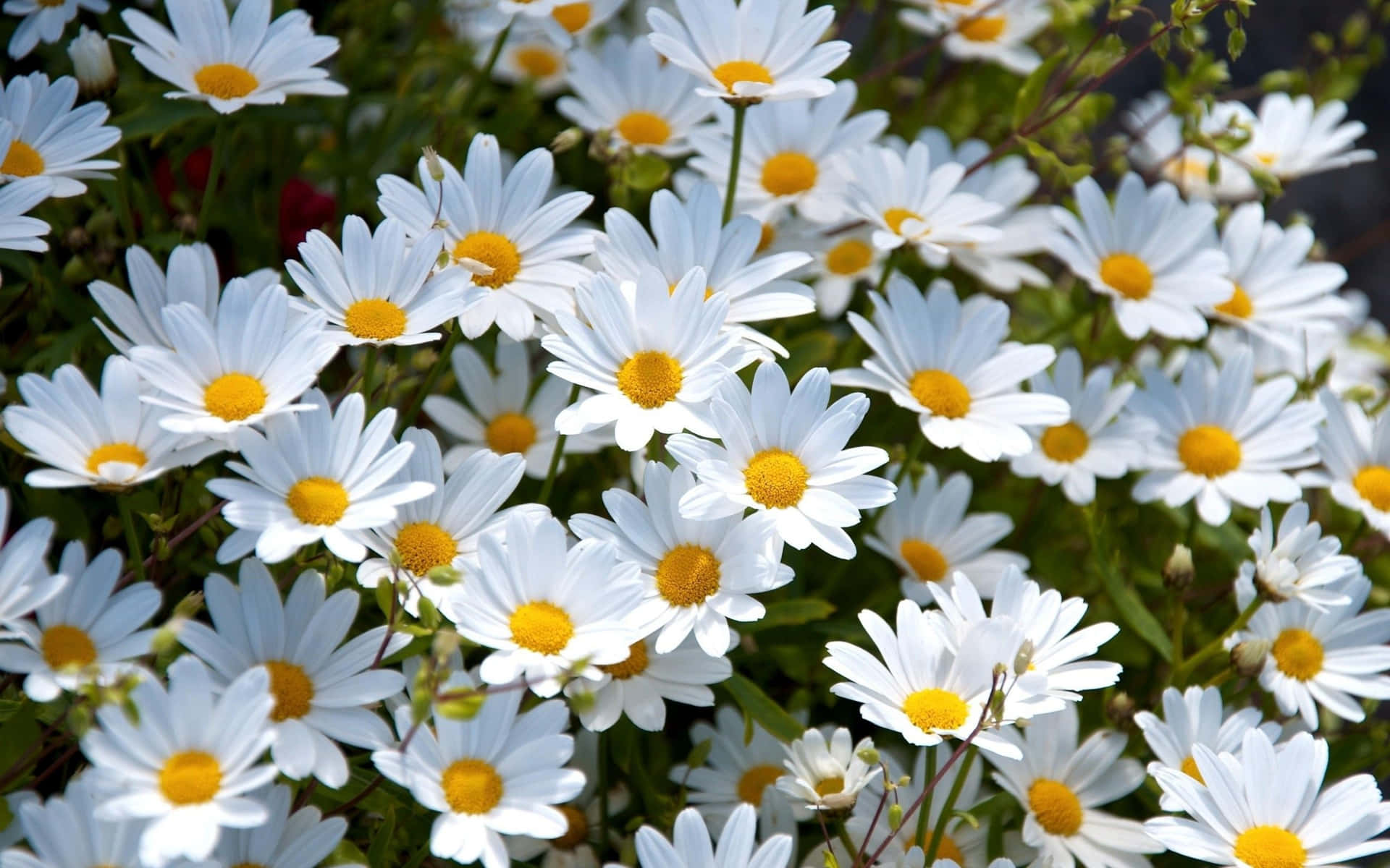 The beauty of nature shown through the simple elegance of a Daisy flower. Wallpaper