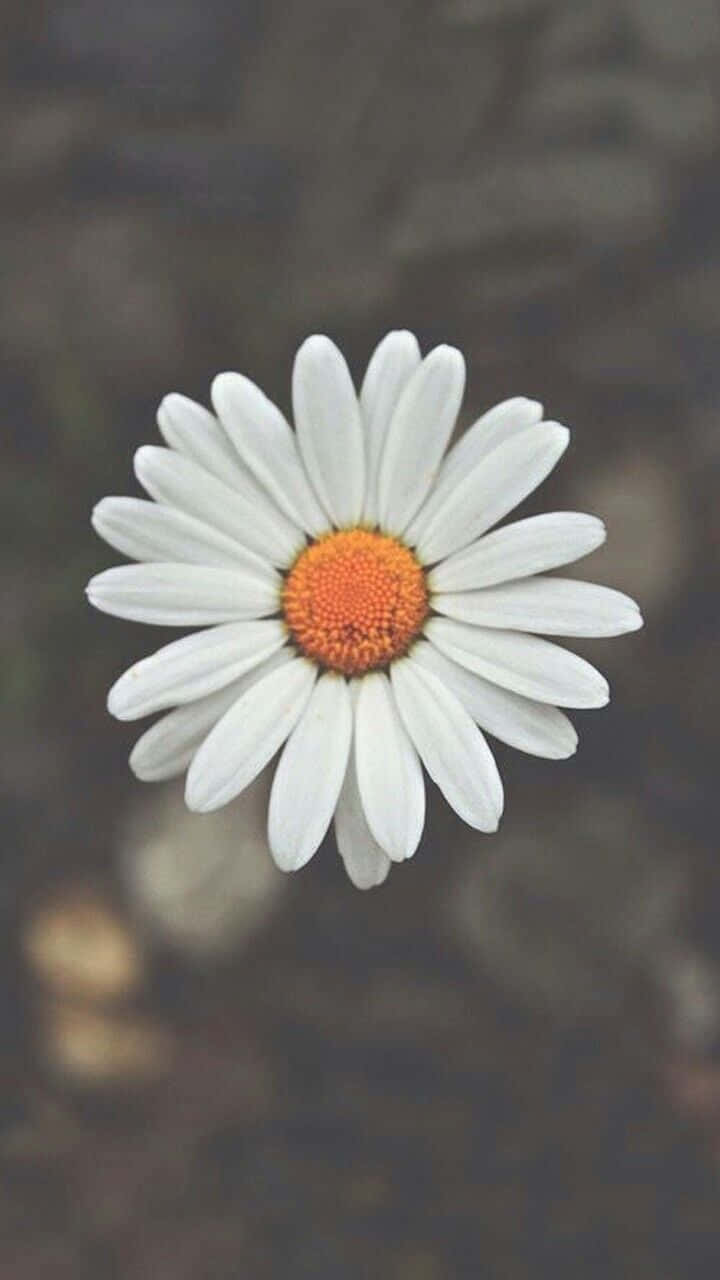 A daisy in all its simple beauty Wallpaper