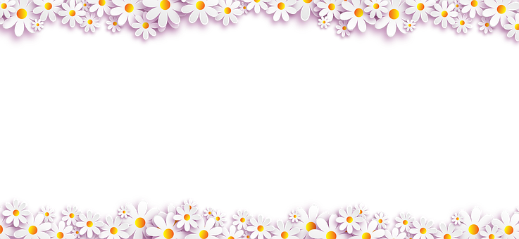 Daisy Flower Border Design PNG