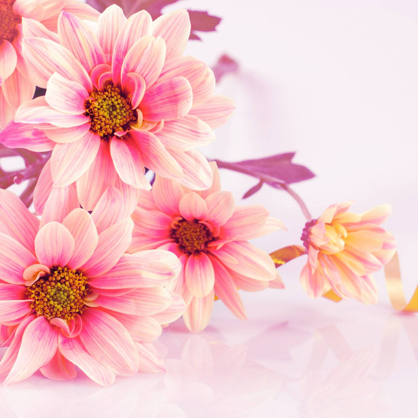 A spring-like bouquet of beautiful daisies Wallpaper