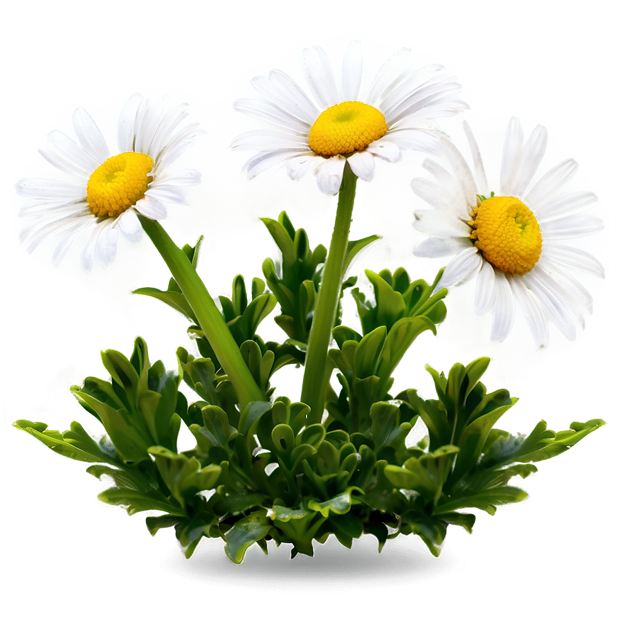 Daisy Flower Bush Png 06122024 PNG