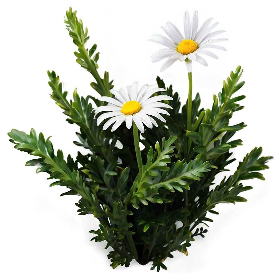 Daisy Flower Bush Png Kie PNG