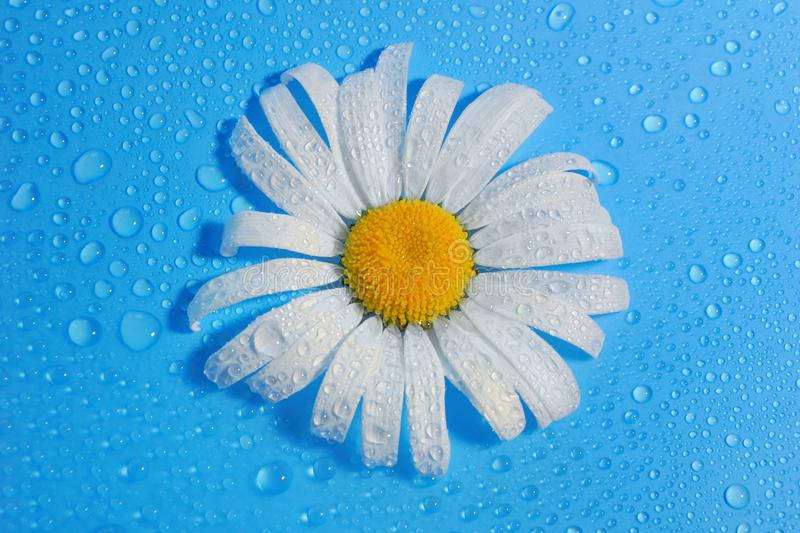 Daisy Flower In 4k Wallpaper
