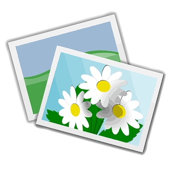 Daisy Flower Photo Icons PNG