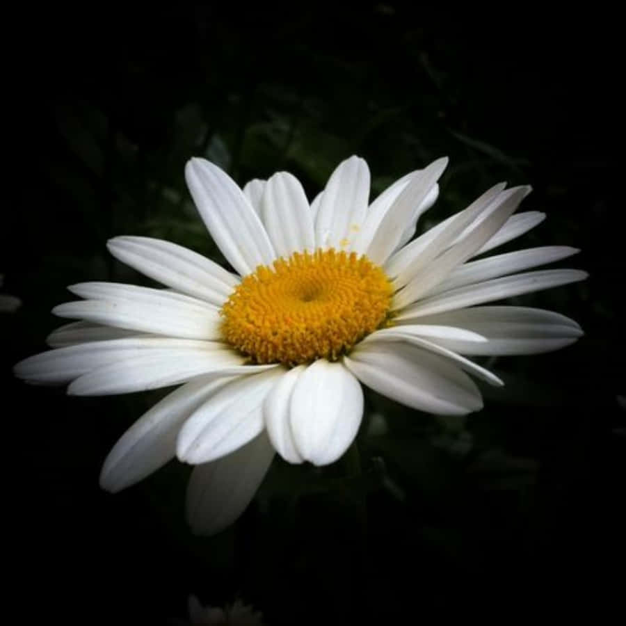Great Daisy Flower Picture