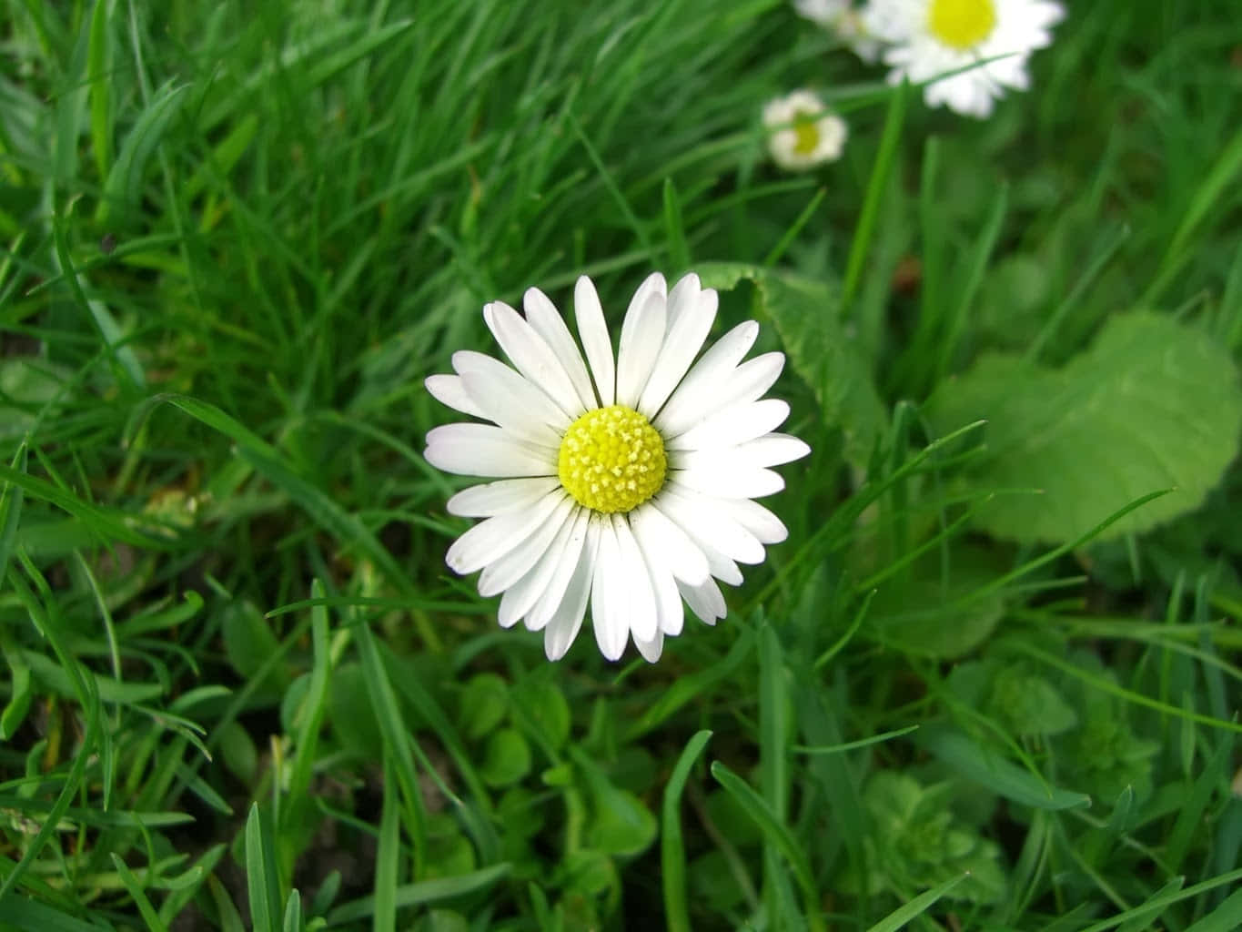 Classic Daisy Flower Picture