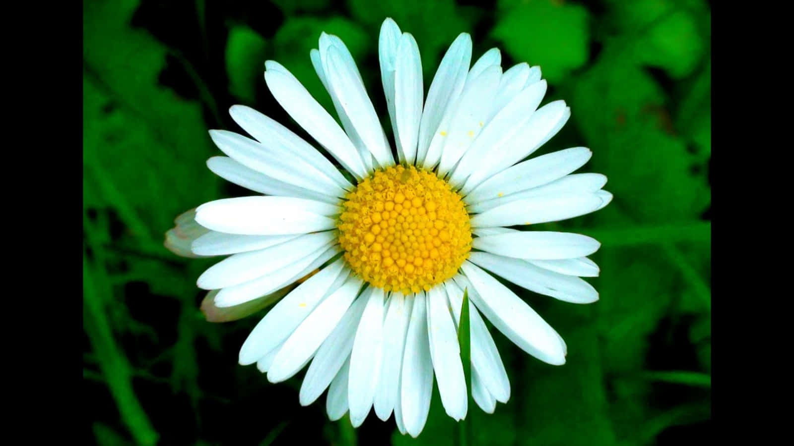 Fresh Daisy Flower Picture
