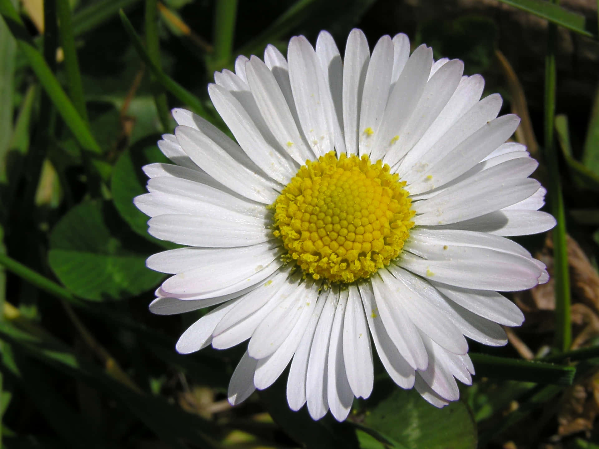 Unique Daisy Flower Picture