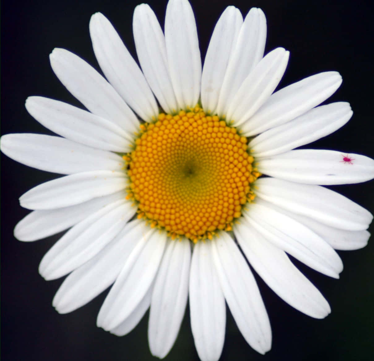 Sweet Daisy Flower Picture