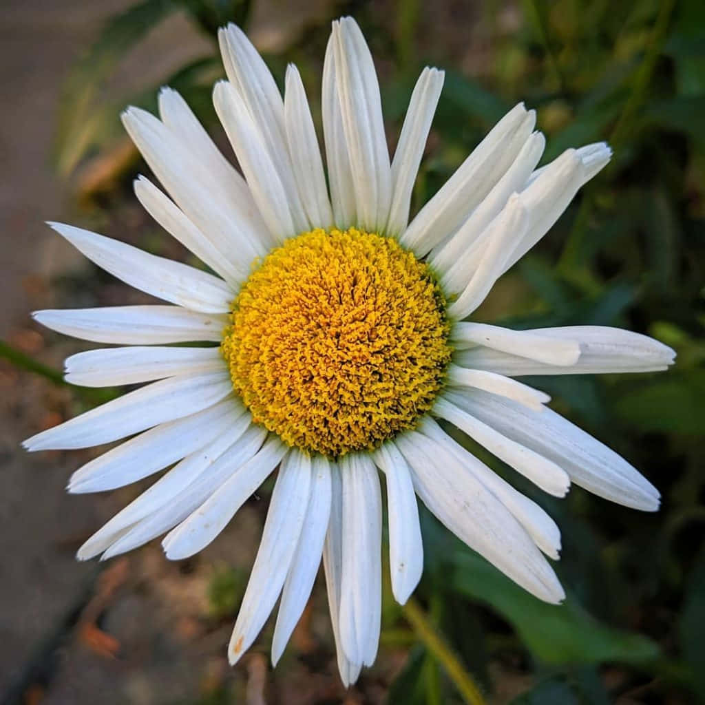 Rare Daisy Flower Picture