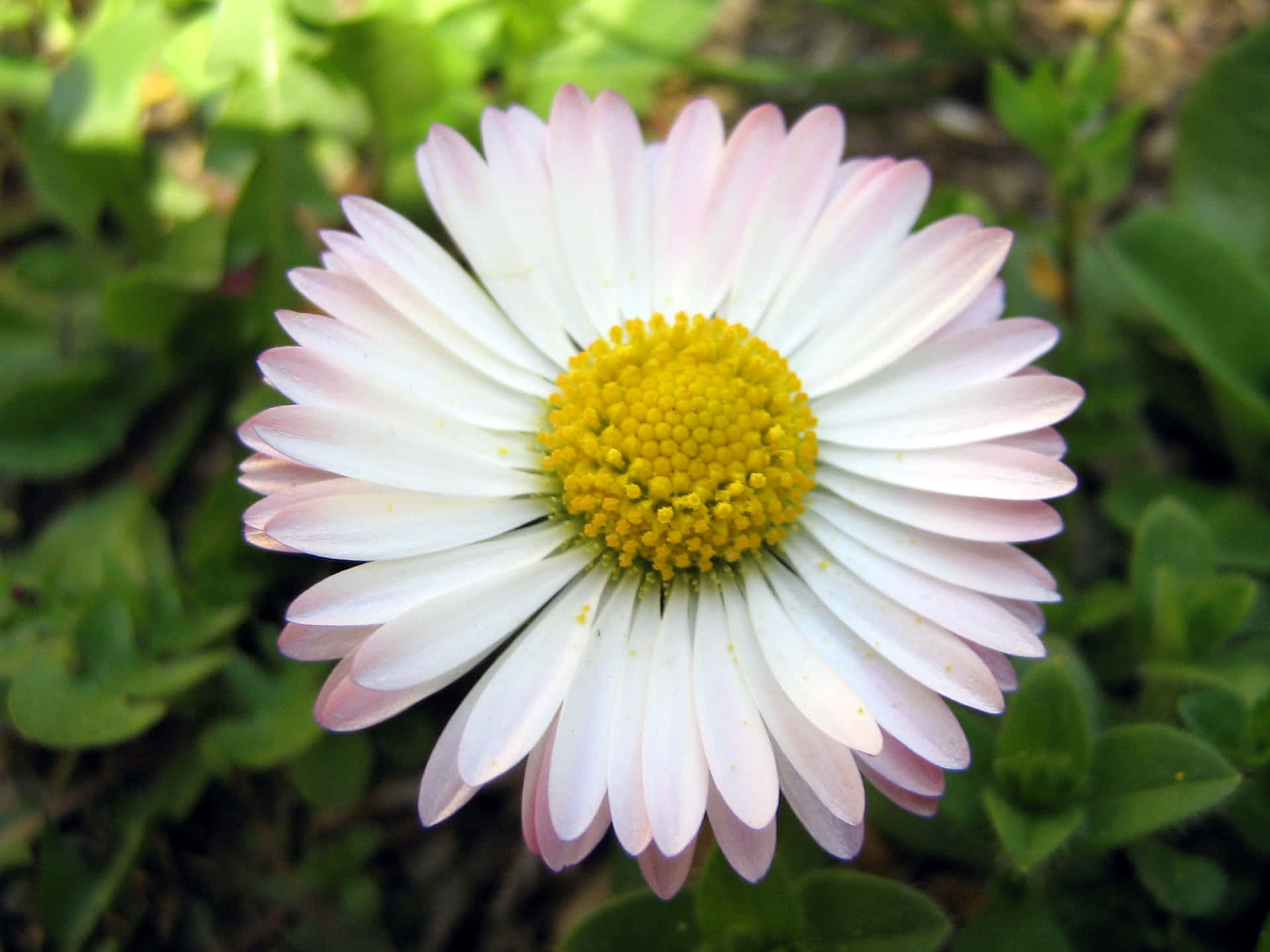 Vibrant Daisy Flower Picture
