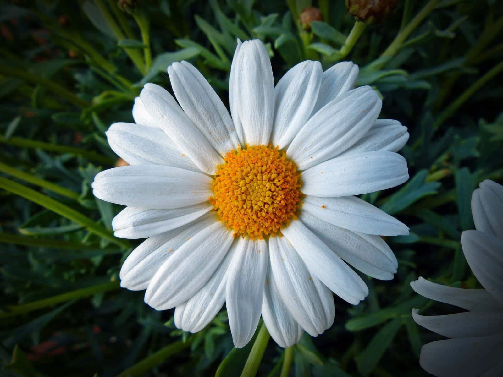 Exceptional Daisy Flower Picture
