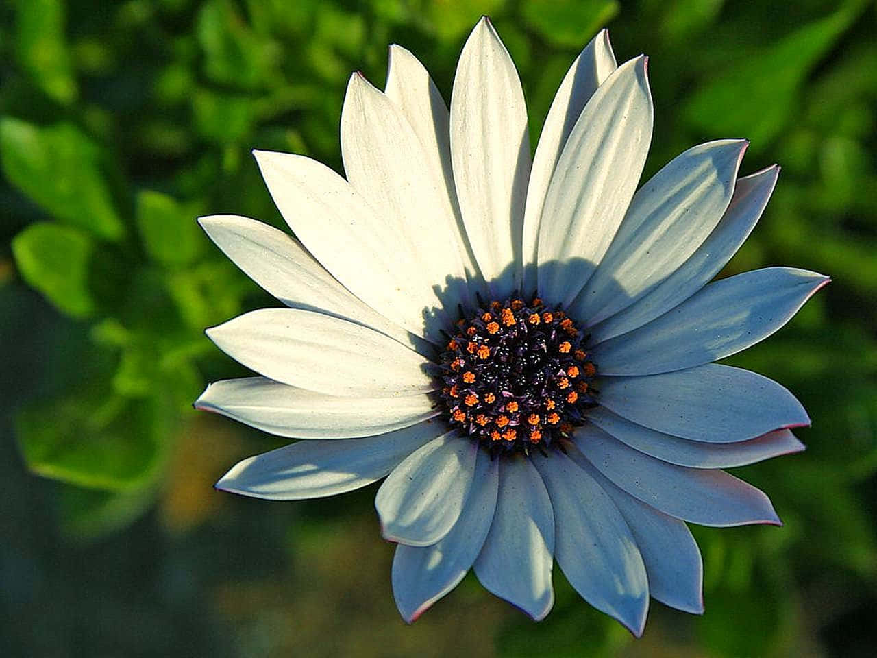 Pastel Daisy Flower Picture