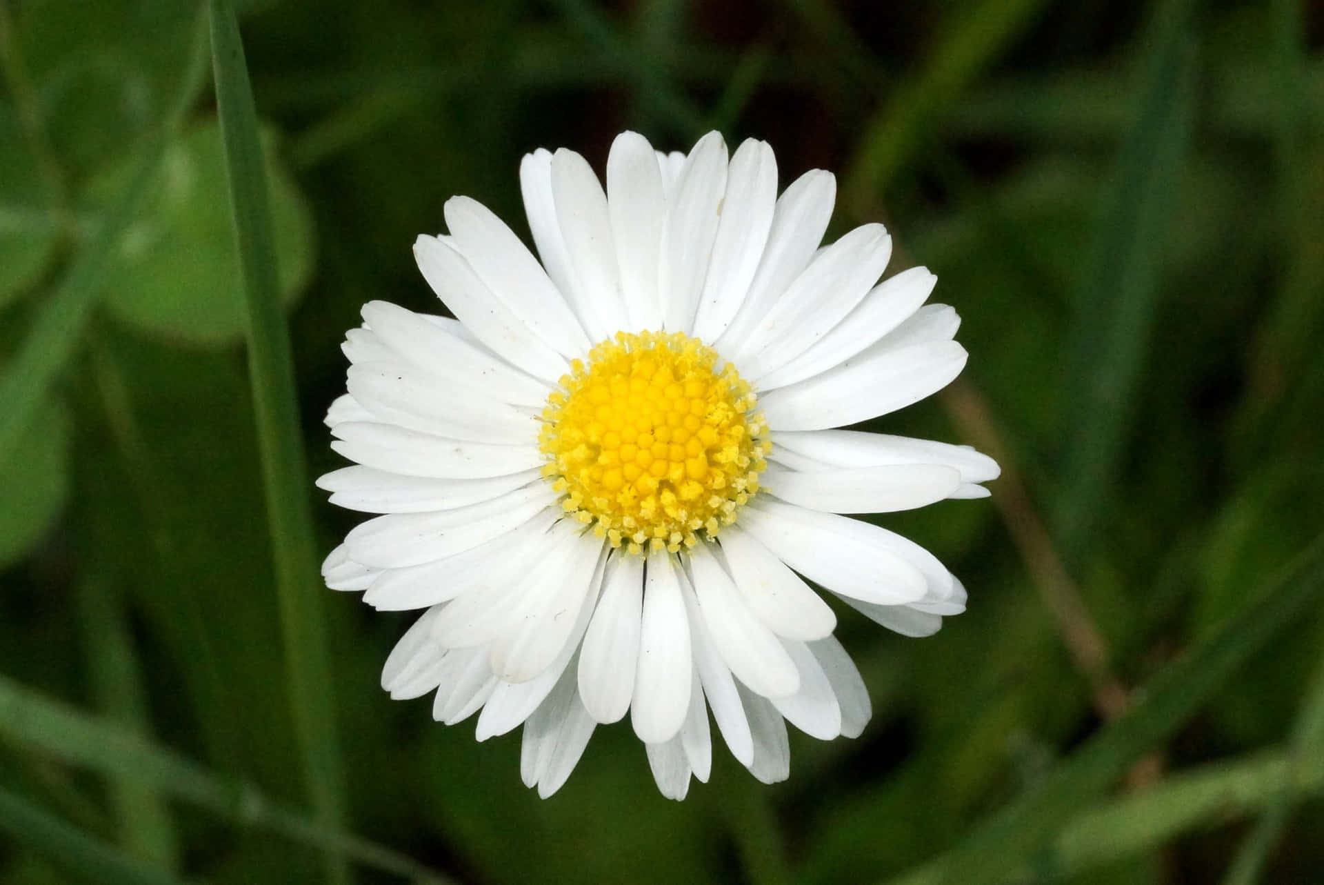 Ornamental Daisy Flower Picture