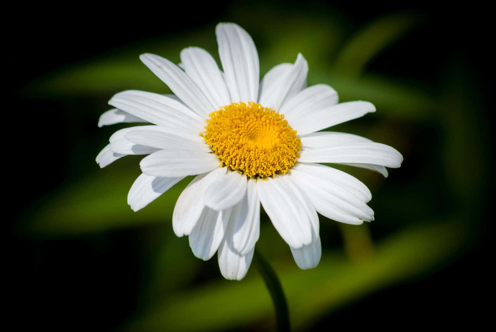 Close-up Of Vibrant Daisy Bloom
