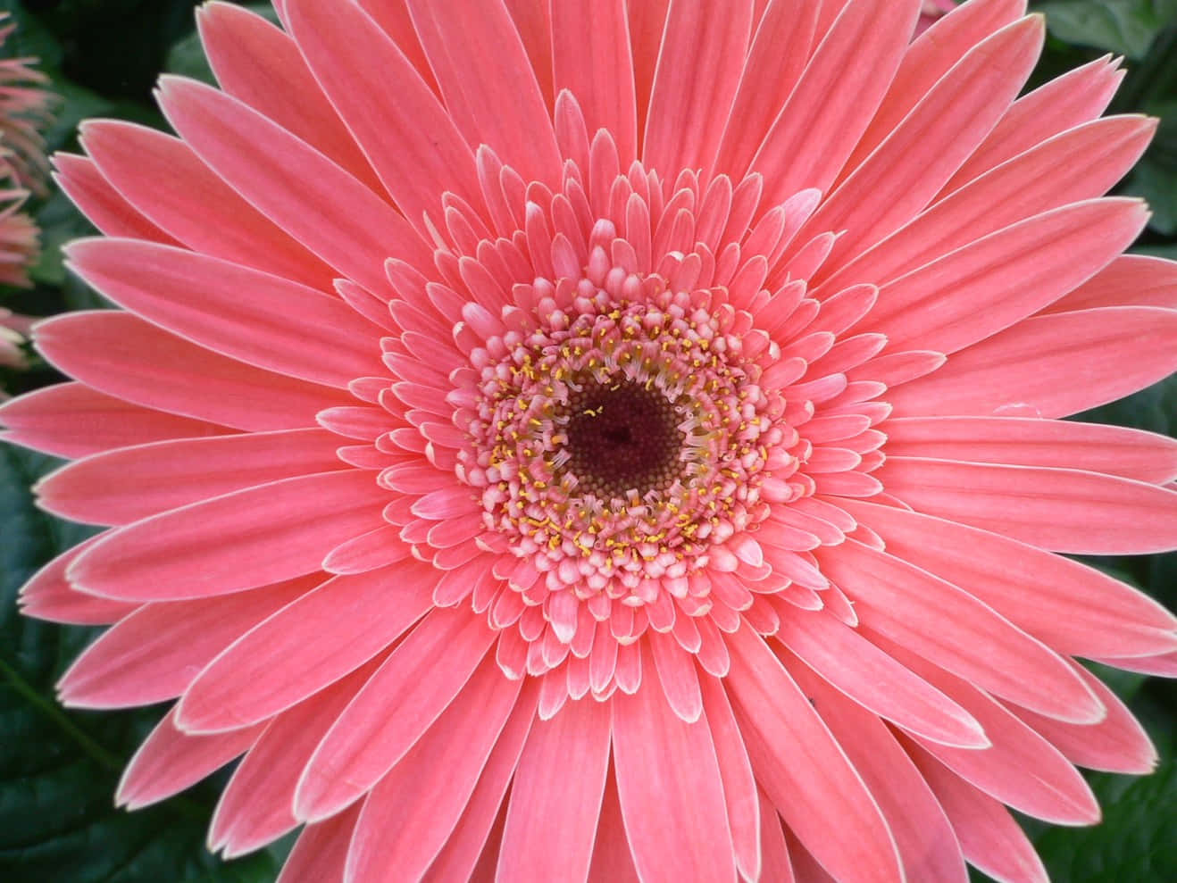 Lasting Daisy Flower Picture
