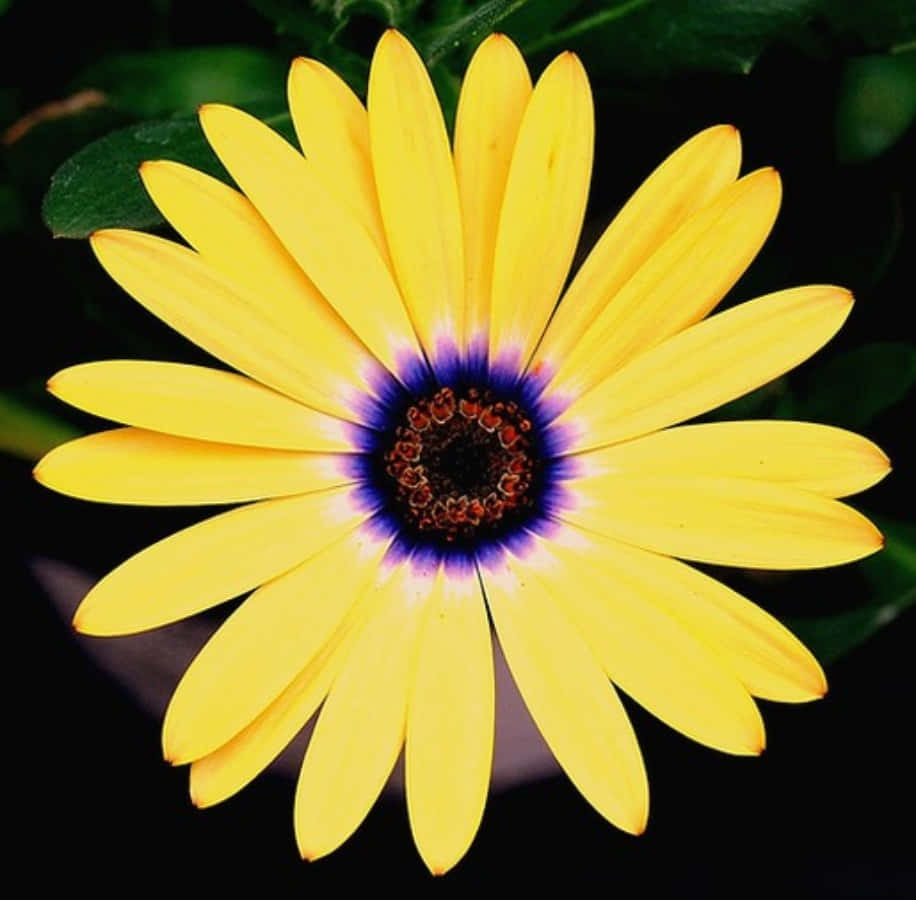 Blooming Daisy Flower Picture