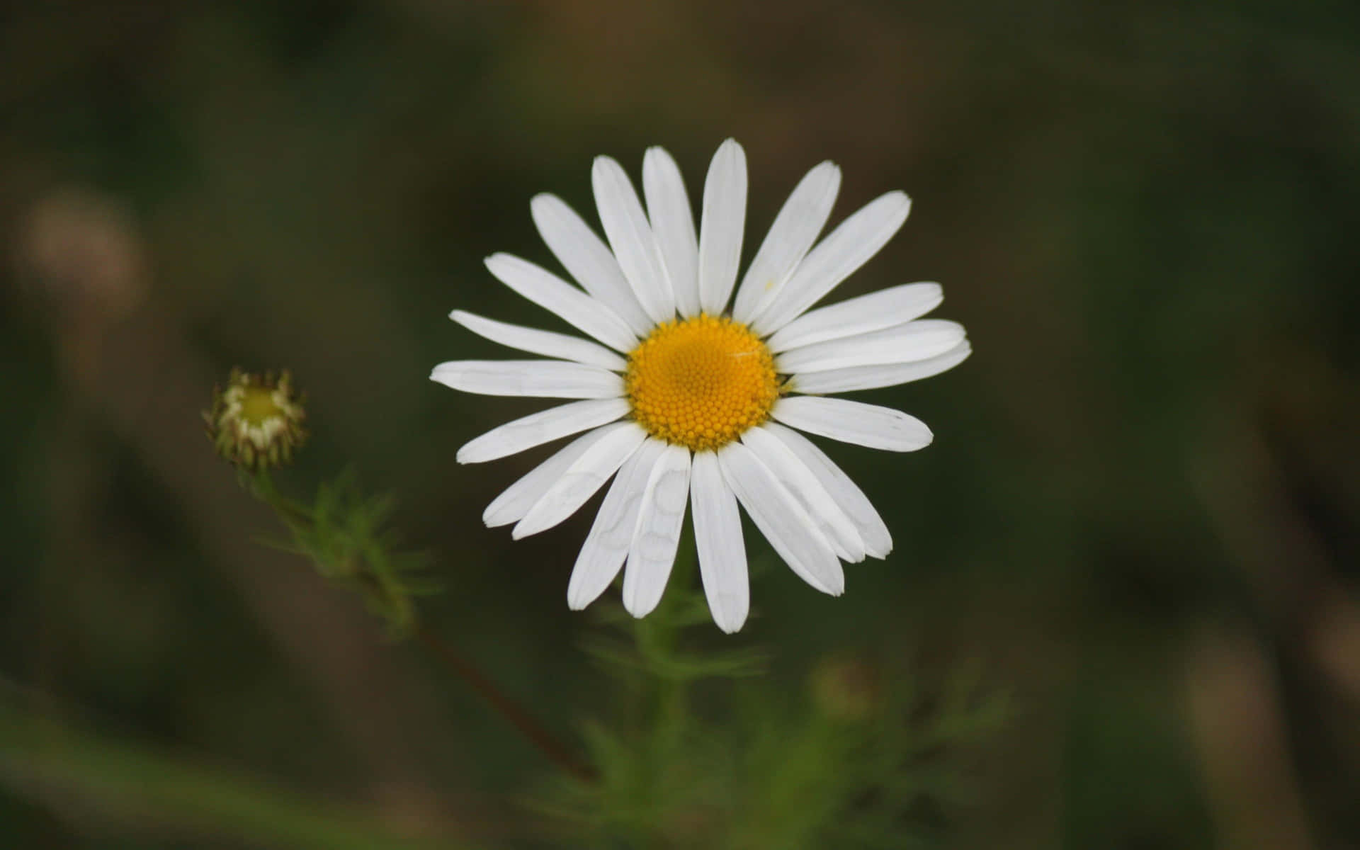 Magical Daisy Flower Picture