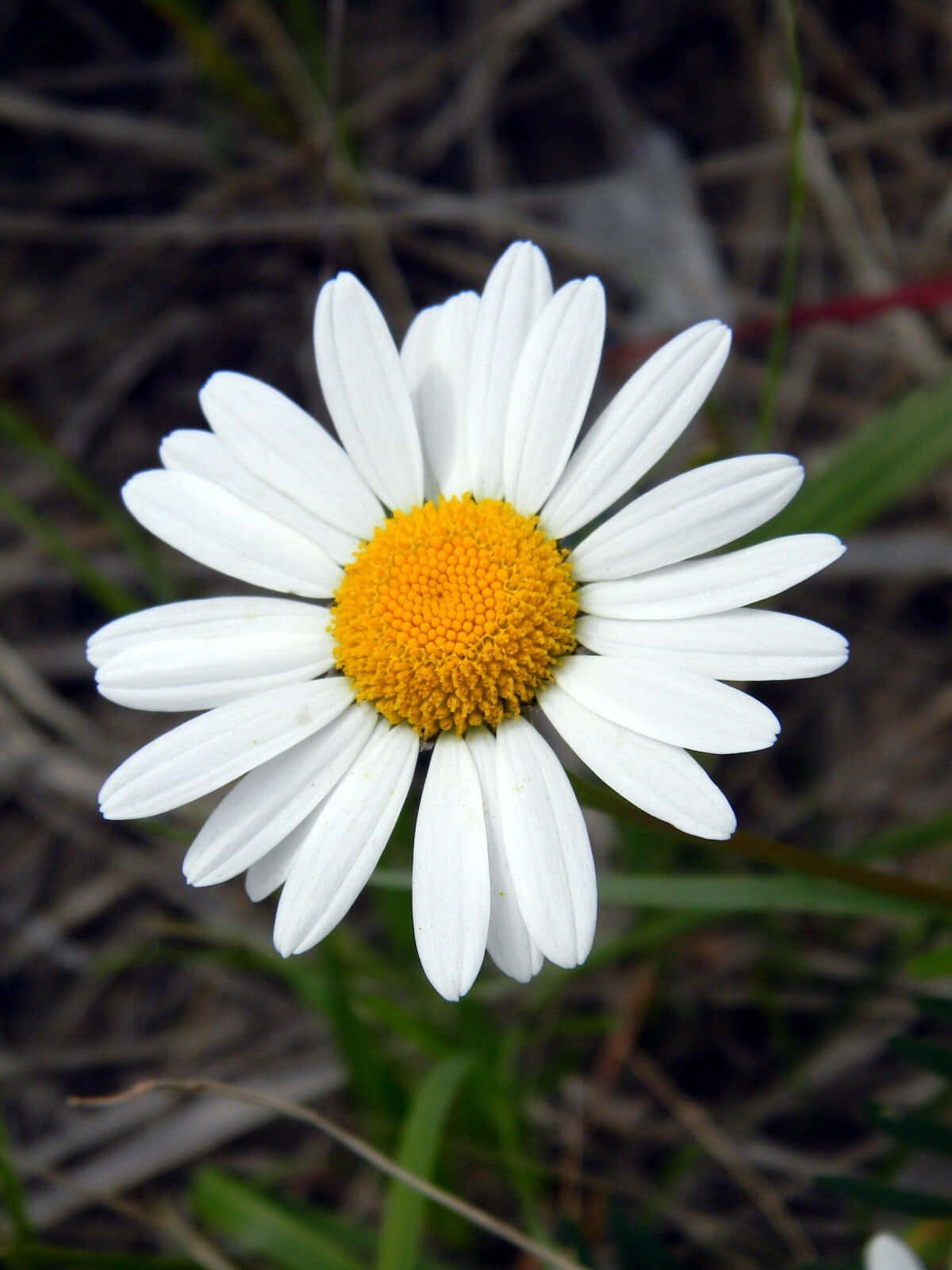 Glossy Daisy Flower Picture