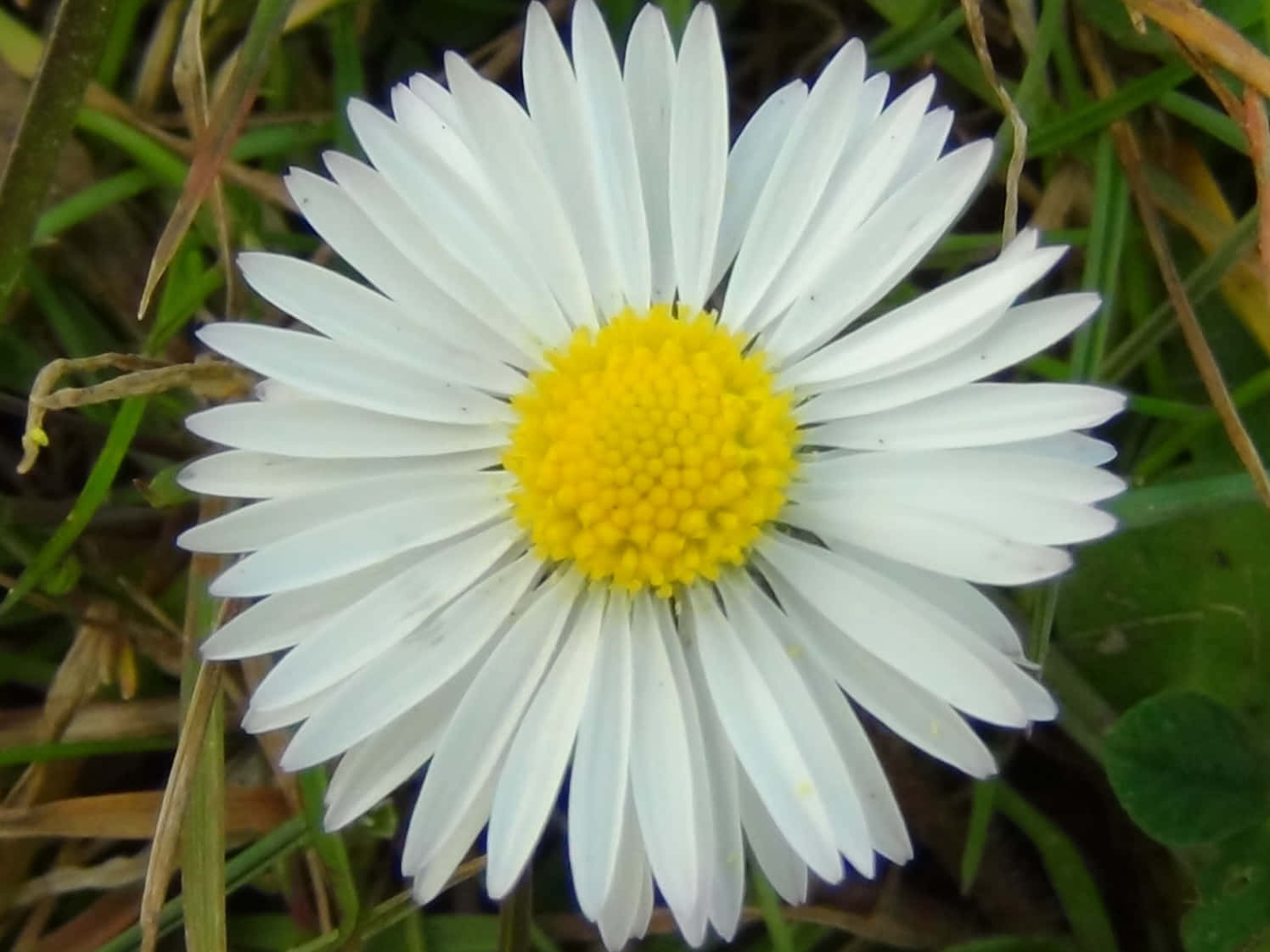 Tropical Daisy Flower Picture