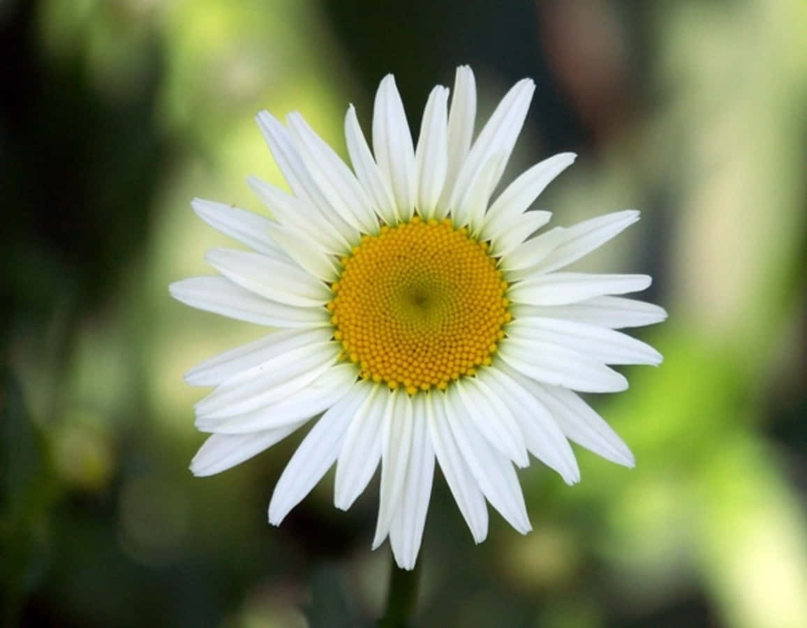 Botanical Daisy Flower Picture